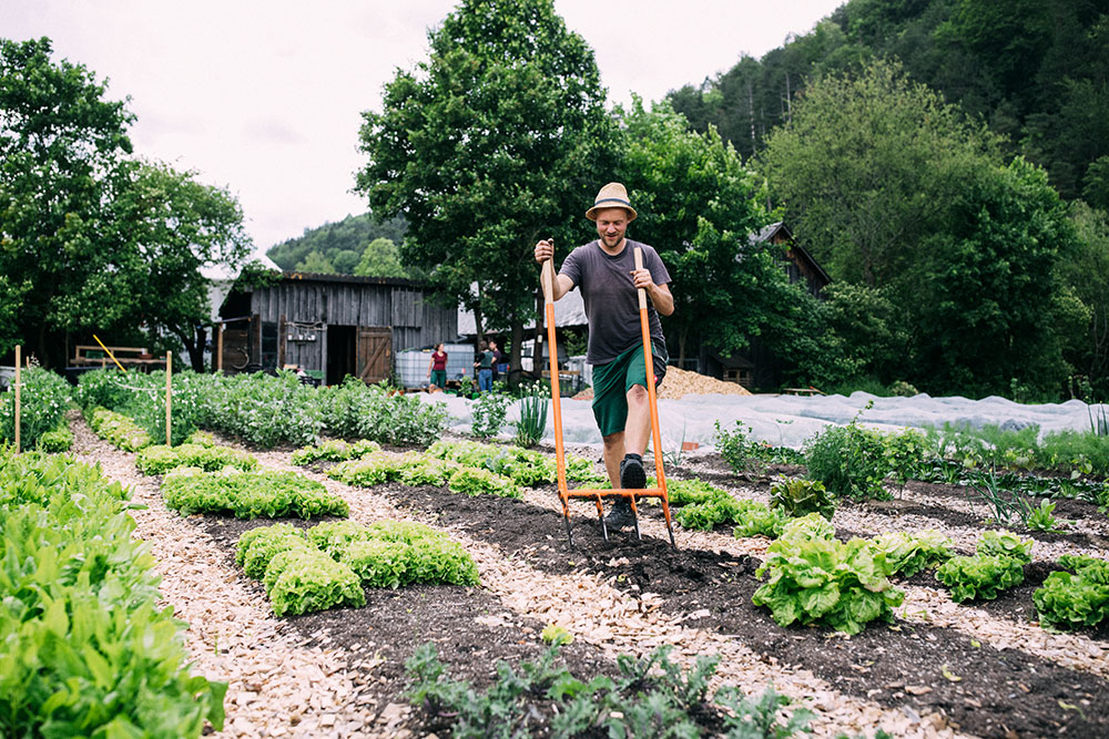 Unser Market Garden neben der Wohnwagon-Werkstatt. Das Gemüse von Erich ist unschlagbar