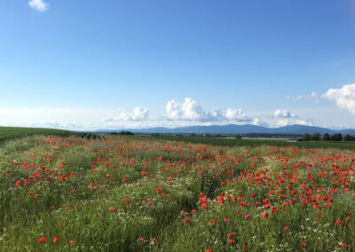 Urlaub im Tiny House // WOHNWAGON Louisa in Bayern