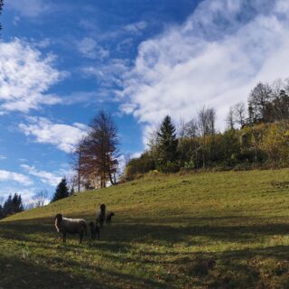 Pachtgrundstück Schwarzau/Geb.