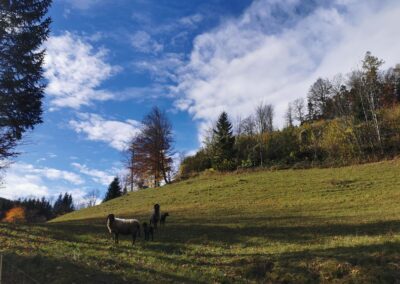 Pachtgrundstück Schwarzau/Geb.