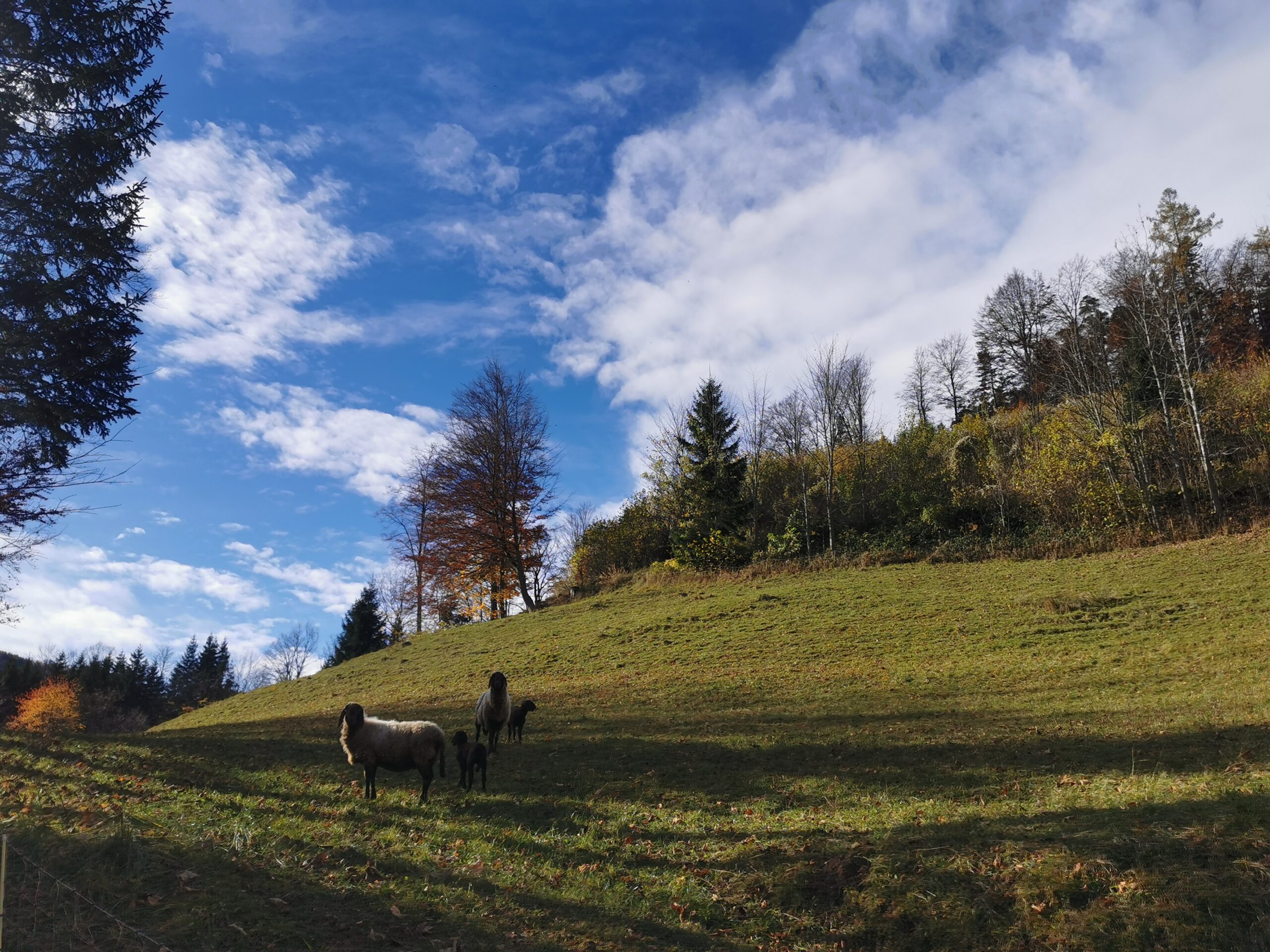 Pachtgrundstück Schwarzau/Geb.